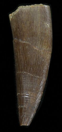 Fossil Plesiosaur Tooth - Morocco #39811